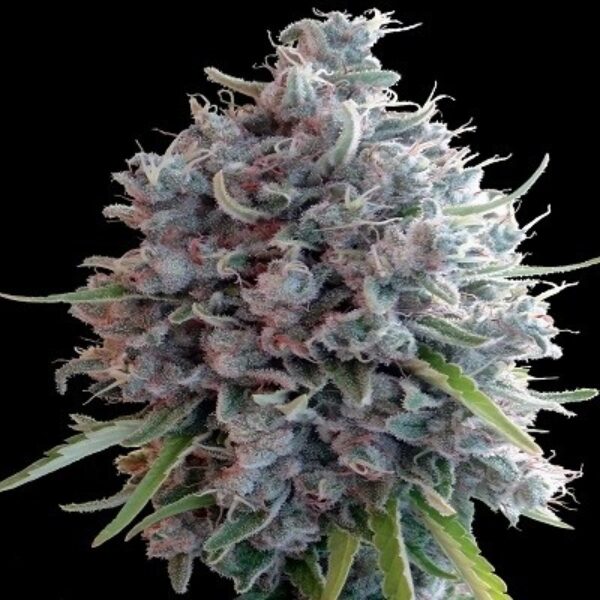 Killer A5 Haze Feminised Seeds