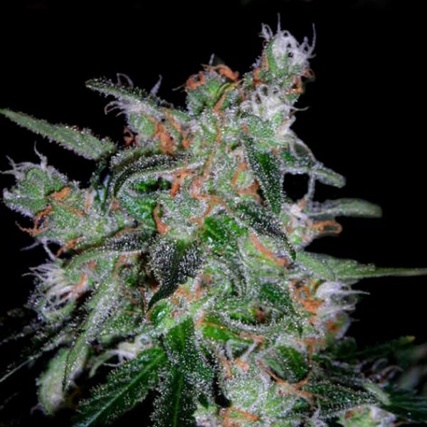 60 Day Lemon Auto Feminised Seeds