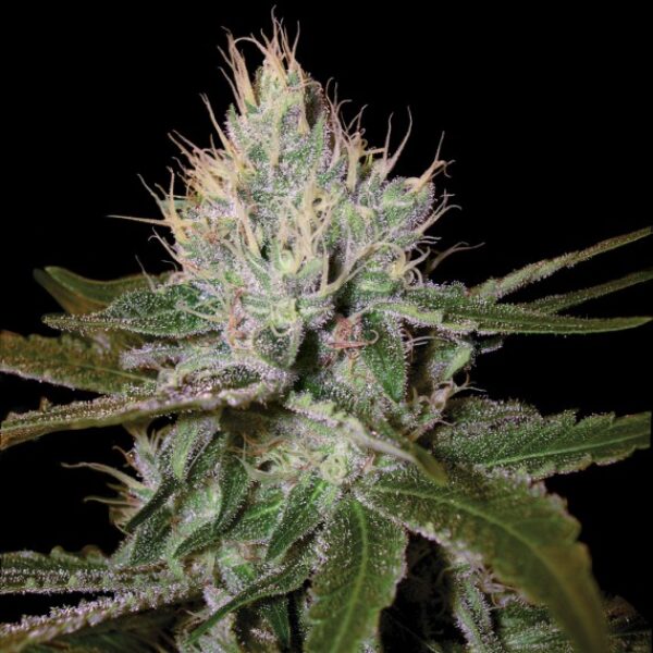 Cannalope Haze Feminised Seeds