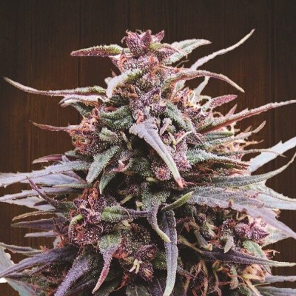 Purple Haze x Malawi Standard