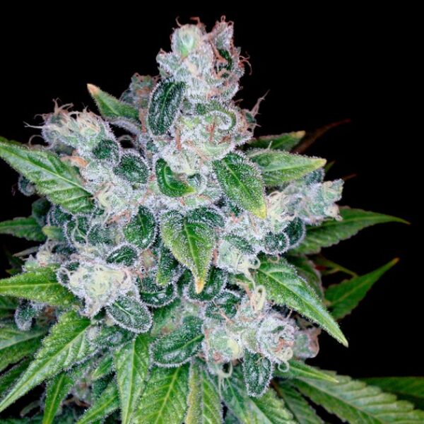 Kandy Kush Feminised Seeds