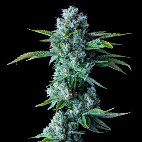 Skywalker Kush Feminised Seeds