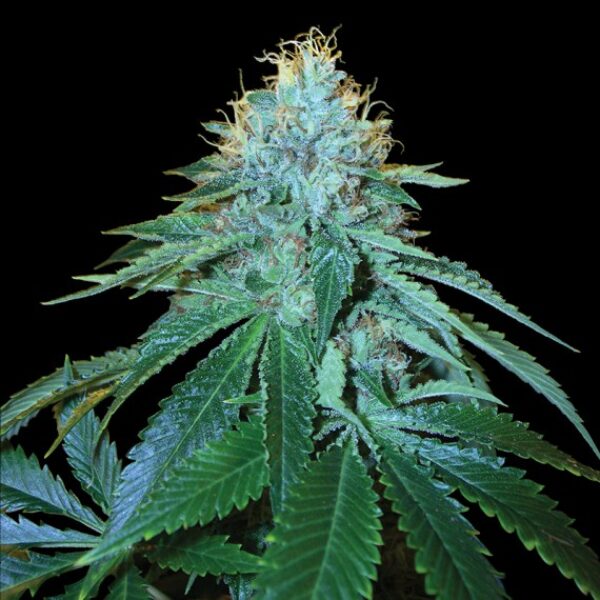 The OG#18 Feminised Seeds