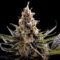 24K Gold Feminised Seeds