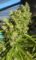 Killer A5 Haze Feminised Seeds