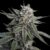 Holy Grail Kush Feminised Seeds