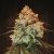 Golden Tiger Feminised Seeds