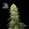 Fuel D.OG Feminised Seeds