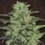 Malawi Feminised Seeds