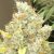 Malawi x Panama Feminised Seeds