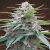 Panama Feminised Seeds