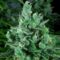 Kandy Kush Feminised Seeds